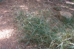 Digitaria bicornis